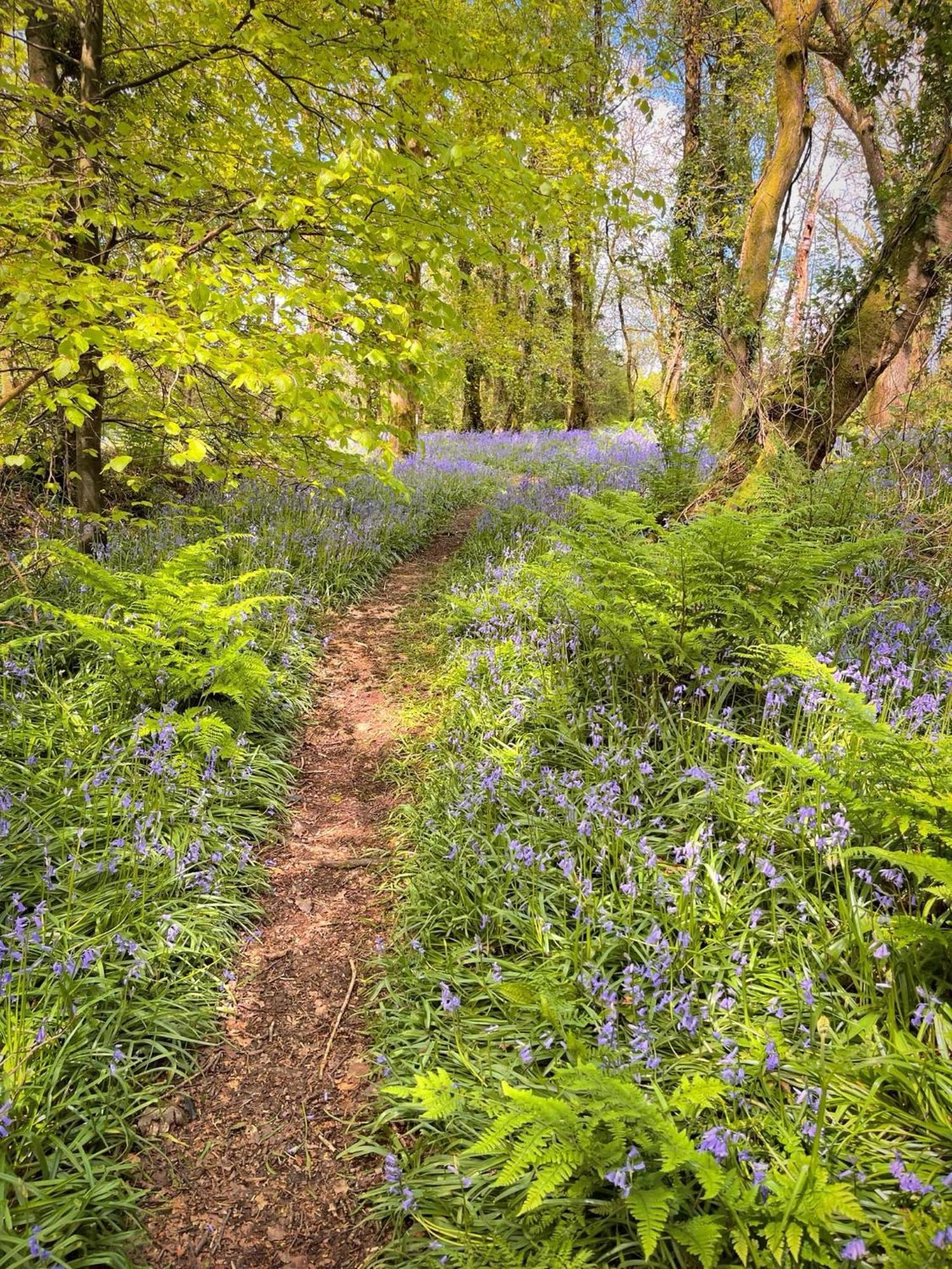 Woodland View -Hot Tub-Tenby-Carmarthen-St Clears Eksteriør billede